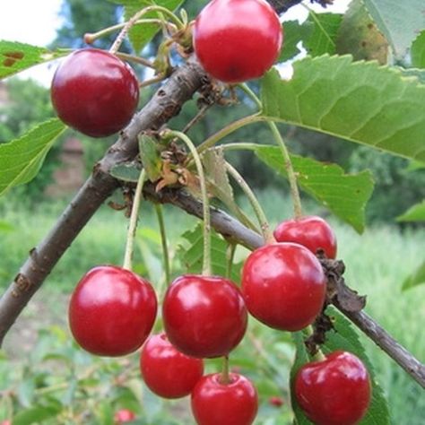 Sour cherries ripen brighter red than sweet cherry varieties. Cherry Tree From Seed, Growing Cherry Trees, How To Grow Cherries, Cherry Seeds, Exercise Recovery, Cherry Plant, Tart Cherry Juice, Growing Fruit Trees, Bing Cherries