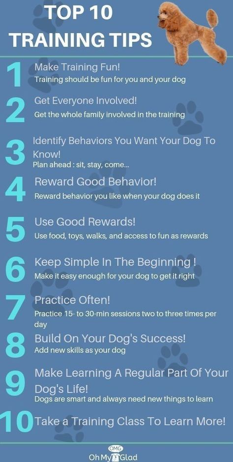 Create A Workout Plan, Dog Training Hand Signals, Puppy Training Guide, Dog Hand Signals, Set Realistic Goals, Dog Behaviorist, Puppies Tips, Realistic Goals, Easiest Dogs To Train