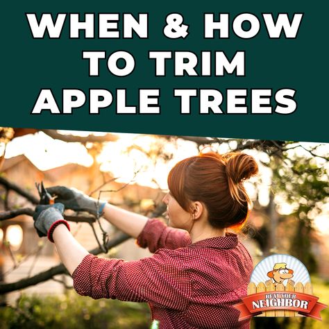 How to prune apple trees. This easy guide will tell you why and when you should be trimming your apples trees at home. Get the advice from a real orchard on how. How To Trim Apple Trees, What To Plant Under Apple Trees, Apple Tree Care, Pruning Apple Trees, Fruit Tree Garden, Growing Trees, Fuji Apple, Tree Garden, Crabapple Tree