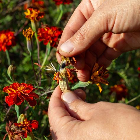 How To Save Marigold Seeds With Ease - Grow Your Marigolds For Free Next Year! Marigold Seeds, Save Seeds, Growing Marigolds, Growing Blueberries, Hydrangea Leaves, Perennial Grasses, Simple Garden, Starting Seeds Indoors, Growing Strawberries