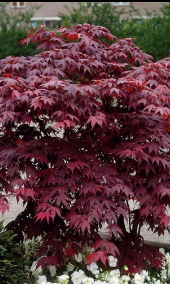 Red Japanese Maple Tree, Japanese Maple Care, Bloodgood Japanese Maple, Maple Tree Seeds, Japanese Red Maple, Red Maple Tree, Cottage Farm, Japanese Maple Tree, Live Tree