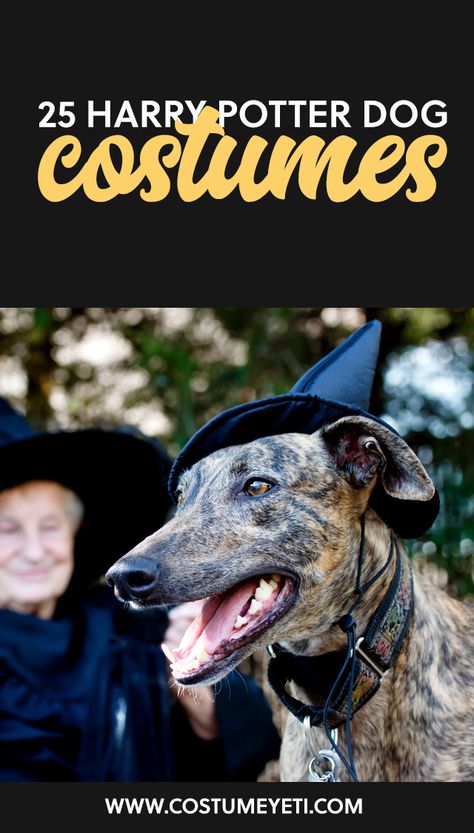 Dress up your pup in one of these adorable Harry Potter dog costumes! Too cute for words :) Harry Potter Dog Costume, Goat Costume, Harry Potter Dog, Best Dog Costumes, Harry Potter Pets, Harry Potter Halloween Costumes, Harry Potter Owl, School Of Witchcraft, Harry Potter Kids