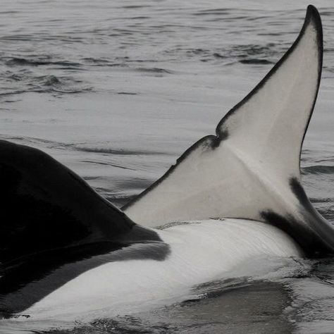 Orca Aesthetic, Save The Whales, White Whale, Most Beautiful Animals, Ocean Vibes, Winter Aesthetic, White Aesthetic, Black Aesthetic, Shades Of Grey