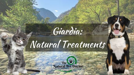 Giardia In Dogs, Doctor Help, Animal Doctor, Optimal Health, Natural Treatments, Pet Parent, Veterinarian, Dogs Cats, Dog Cat