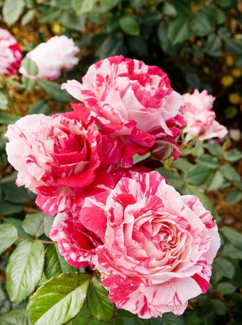 Scentimental Floribunda roses - Provided by Better Homes and Gardens Pink Flower Top, Flowers To Grow, Floribunda Roses, Rose Varieties, Aromatic Plant, Types Of Roses, English Cottage Garden, Flower Spike, Have Inspiration