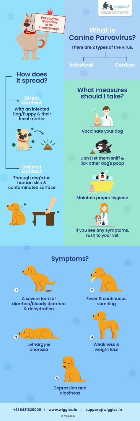 Canine Parvovirus is on the rise. Keep your dogs protected against this life-threatening disease. If you have more questions, leave them below & our vets will answer them! If you see any symptoms, call us on +918431620000 & our vets will be at your doorstep. Vet Infographics, Advertising Ideas Marketing, Vet Tech School, Healthcare Infographics, Pet Tips, Advertising Ideas, Dog Enrichment, Vet Med, Tech School