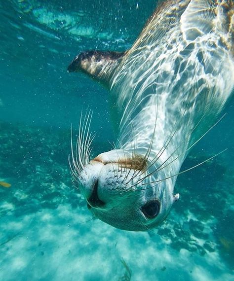 Magical Images, Great Ocean Road, Sea Dweller, Parking Spot, Tropical Rainforest, Sea Lion, Marine Animals, Incredible Places, Sealife