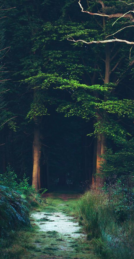 Early morning light at the wetlands near Bruges, Belgium • photo: Mathijs Delva on Flickr Wallpaper Forest, Matka Natura, Landscape Sky, Belle Nature, Image Nature, Natural Landscapes, Peaceful Places, Deep Forest, Alam Yang Indah