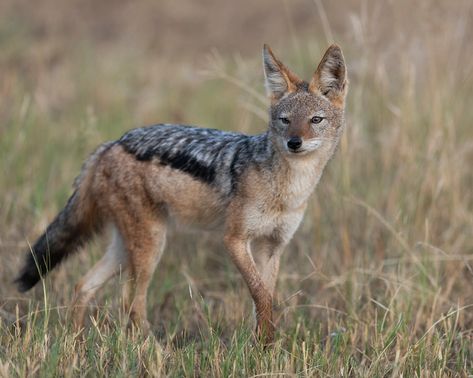 Jackal Reference, Black Back Jackal, Jackal Photography, Anubis Reference, Jackal Aesthetic, Jackal Animal, Jackal Art, Egyptian Jackal, Black Backed Jackal