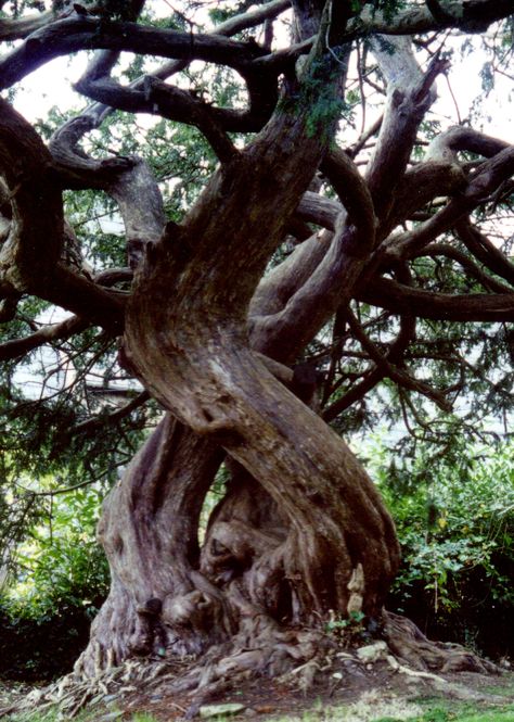 Muse Board, Weird Trees, Yew Tree, Amazing Trees, Ancient Trees, Matka Natura, Magical Tree, Sacred Tree, Beautiful Trees