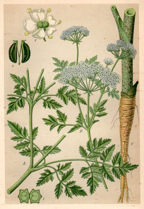 Poison Hemlock - 1901 Hemlock Drawing, Hemlock Plant, Conium Maculatum, Poison Hemlock, Water Hemlock, Deadly Plants, Poison Garden, Plants Vintage, Poisonous Plants