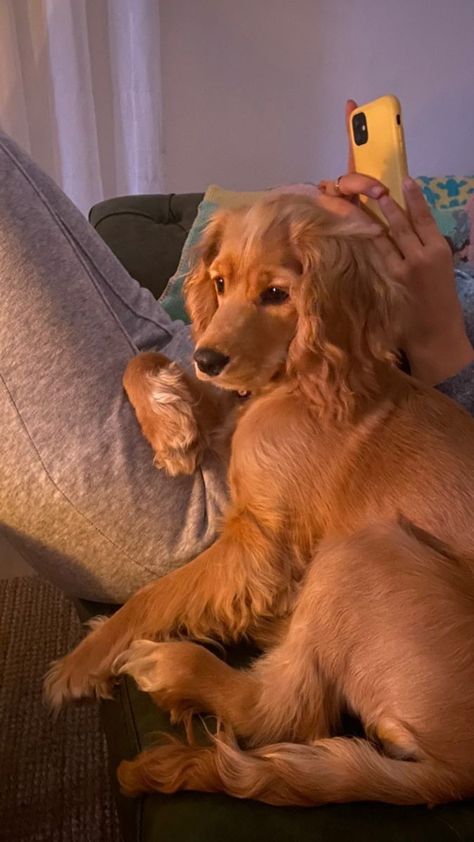 Cocker Spaniel Full Grown, Fluffy Dog Aesthetic, Golden Cocker Retriever, Lucas Alves, Big Dogs Breeds, Biggest Dog In The World, Cocker Spaniel Mix, Biggest Dog, Orange Dog