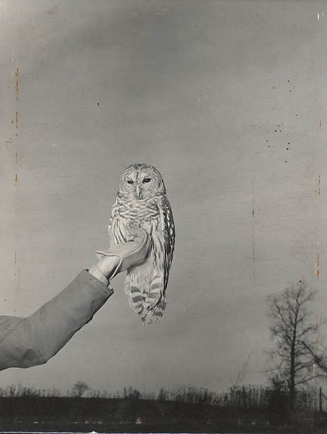 Here is an owl. Vintage orphaned photo Forest Dweller, Willy Ronis, Barred Owl, Vintage Owl, Barn Owl, Spirit Animal, Animal Kingdom, Vintage Photos, Animals Wild