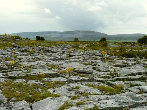 Ireland history- Barren lands in the Burren in the west of Ireland. After the Cromwellian conquest, all Catholic landowners were 'transplanted' to the infertile the west, while 90 percent of their property was taken away. Click on the photo to read the full story on Cromwell in Ireland. Irish Landscapes, Barren Land, Barren Landscape, Ireland History, County Clare, Irish Landscape, Irish Culture, Irish History, Fascinating Facts