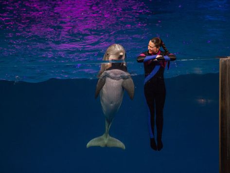 Dolphin Trainer, Beluga Whales, Animal Learning, Georgia Aquarium, Whale Sharks, Undersea World, Instagram Dp, A Dolphin, Beautiful Sea Creatures