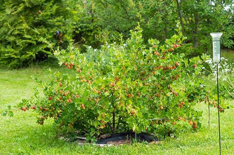 Gooseberry Tree, Gooseberry Plant, Gooseberry Recipes, Shakespeare Garden, Micro Farming, Gooseberry Bush, Fruit Paradise, Hobby Farming, Berry Garden