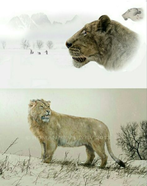 Panthera Leo Spelaea Panthera Spelaea, Panthera Leo Spelaea, Panthera Leo, Prehistoric World, Liminal Space, Paleo Art, Prehistoric Creatures, Ice Age, Dinosaurs