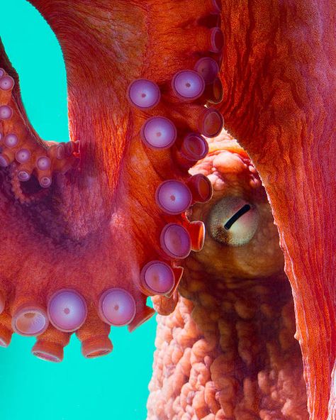 Octopus Eggs, Pacific Octopus, Orange Octopus, Giant Pacific Octopus, Octopus Squid, Octopus Tattoo, Octopus Art, Underwater Creatures, Sea Animal