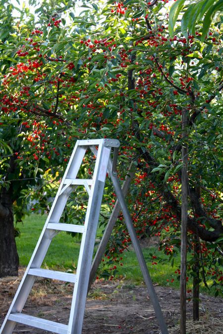 Cherry trees! Granny's farm had plump black cherry's as well as red. We were not supposed to climb the trees, but I am sad to report that there were times I did not obey very well ... those cherries were so tempting and delicious. Oh my! I'm ashamed, now that I think about it. Cherry Tree Backyard, Cherry Picking Aesthetic, Tom Lake, Picking Cherries, Cherry Plant, Cherry Farm, Cherry Orchard, Cherry Picking, Plants Pots