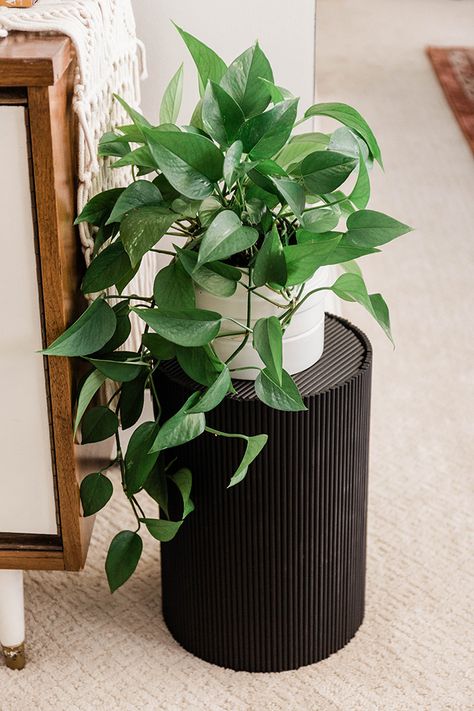 Turn A Trash Can Into A Plant Stand - Dream Green DIY Black Plant Stand, Plant Stand Ideas, Plant Stands Outdoor, Modern Plant Stand, Green Diy, Stand Ideas, Diy Plant Stand, Work Diy, Plant Stand Indoor