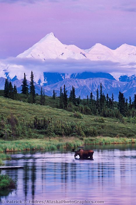 Bull moose, Wonder lake  Bull moose feeds on vegetation in Wonder Lake, Mt Brooks of the Alaska range in the distance, Denali National Park, Alaska Alaskan Malamute Puppies, Mountain Scenes, Nature Places, Bull Moose, Denali National Park, Alam Yang Indah, Pretty Places, Landscape Photos, Scuba Diving