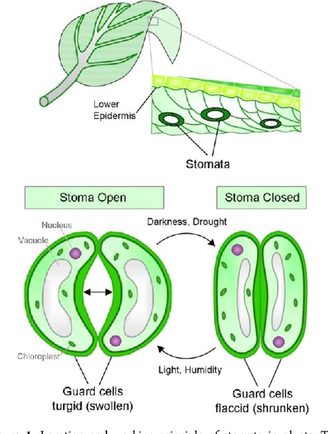 Figure 1 from Smart Hydrogel-Based Valves Inspired by the Stomata in Plants. | Semantic Scholar Transport In Plants, Agriculture Science, Plant Anatomy, Plant Physiology, Biology Art, Study Flashcards, Biology Lessons, Agricultural Science, Teaching Biology