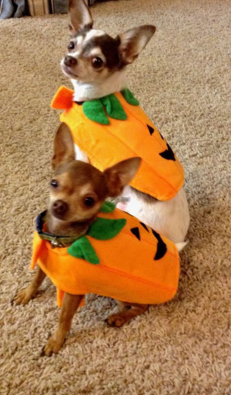 Chihuahua Halloween Costumes, Pet Sweaters, Dog Clothes Diy, Pet Halloween Costumes, Teacup Chihuahua, Dog Clothes Patterns, Chihuahua Love, Dog Halloween Costumes, Funny Dog Pictures