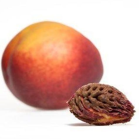 A nectarine and pit. Plum Seed, Apricot Tree, Growing Fruit Trees, Apricot Seeds, Dessert Aux Fruits, Fall Garden Vegetables, Growing Grapes, Peach Trees, Growing Fruit