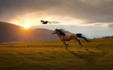 Horse and sunset Spirit Of The Cimarron, A Horse, The Sky, The Sun, Birds, Running, Sun