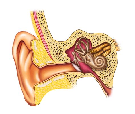 Ear anatomy. Illustration showing the interiors of an human ear. Digital illustr , #ad, #Illustration, #showing, #Ear, #anatomy, #interiors #ad Human Ear Diagram, Ear Diagram, Ear Wallpaper, Ear Anatomy, Auditory Processing Disorder, Paper Flower Patterns, Auditory Processing, Human Ear, Pendulum Clock