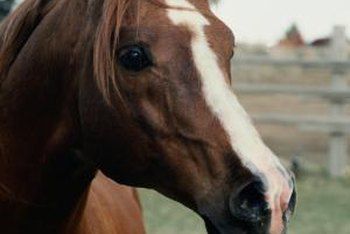 Equine Therapy Activities, Equine Assisted Therapy, Therapeutic Horseback Riding, Horse Massage, Grulla Horse, Equine Therapy, The Healing Process, Horse Therapy, Farm Business