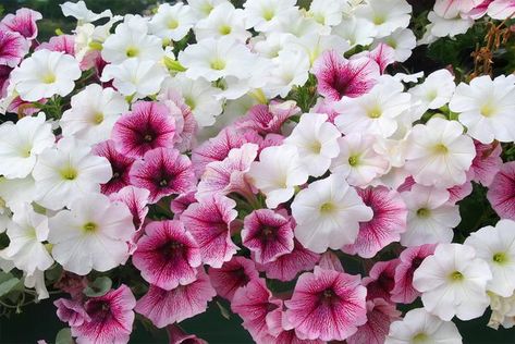 The basic difference in Wave and cascading petunias isn't the type of flower but the plant's habit of growth. Cascading Petunias, Petunia Planter, Petunia Tattoo, Flowers For The Garden, Petunia Care, Trailing Petunias, Wave Petunias, Petunia Plant, Garden Perennials