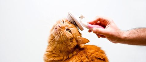 cat-grooming Pet Grooming Business, Cat Grooming Tools, Getting A Kitten, Cat Cleaning, Cat Activity, Cat Shedding, Grooming Tips, Kitten Care, Pet Wellness