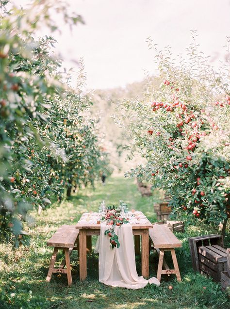 apple orchard wedding skåne sweden Apple Orchard Wedding Ceremony, Orchard Wedding Ceremony, Apple Orchard Wedding, Orchard Wedding, New Years Eve Weddings, Greek Wedding, Bride Photography, Seaside Wedding, Outdoor Wedding Decorations