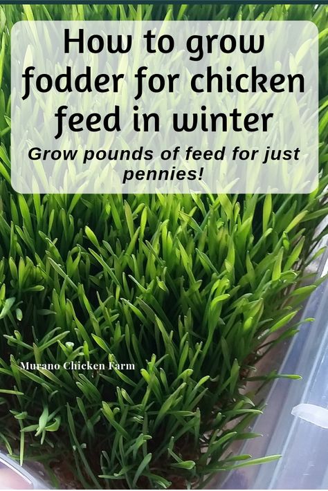 Growing Clover For Chickens, Growing Grass In Chicken Coop, Grass Box For Chickens, Growing Greens For Chickens, Chicken Grass Trays, What To Feed Chickens In The Winter, Growing Grass For Chickens, How To Grow Fodder For Chickens, Aesthetic Chicken Coop