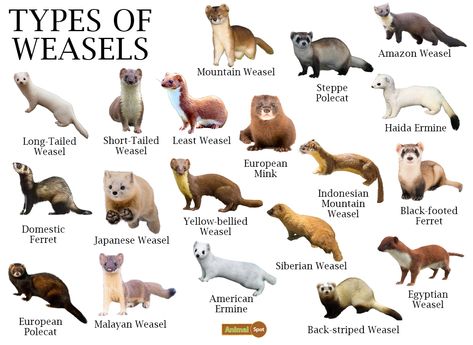 Weasel Pet, Animals Name List, Animal Infographic, Nocturnal Animals, Chinchillas, Animal Species, Animal Facts, Animal Posters, Zoology