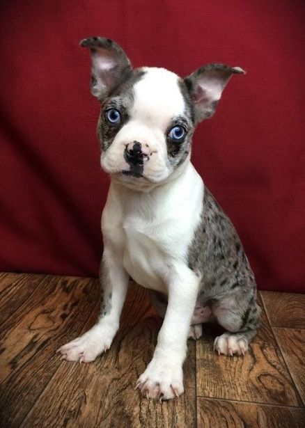 Boston Terrier Puppies For Sale | Lincoln, NE Boston Terrier Puppies For Sale Near Me, Boston Terrier For Sale, Brindle Boston Terrier, Boston Terrier Puppies, Red Boston Terriers, Baby Boston Terriers, Boston Terrier Funny, Giant Dog Breeds, Dog Angel