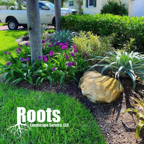 Roots Landscape Service, LLC (@rootslandscapellc) posted on Instagram: “Happy ground orchids at one of our recent design/builds in NPB 🌴🇺🇸#Spathoglottis” • Oct 14, 2020 at 3:58pm UTC Ground Orchids Landscaping, Ground Orchids In Pots, Dietes Grandiflora Landscaping, Hollis Garden Lakeland Fl, Ground Orchids, Landscape Services, Home Landscaping, Front Yard, Orchids