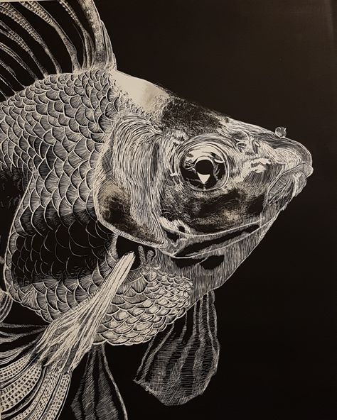 Scratch board fish! Scraperboard Art, Scratch Art Designs, Scratch Board Art, Scratch Art Ideas, Scratchboard Drawing, White Charcoal Drawing, Scratchboard Drawings, Chalkboard Wall Art, Scratchboard Art