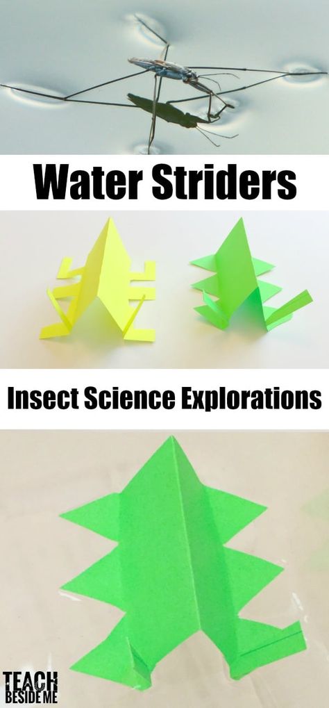 Water Striders: Insect Science - Teach Beside Me Insect Science, Fun Stem Activities, Bug Activities, Insect Unit, Insects Preschool, Insect Activities, Summer Science, Surface Tension, Science Activities For Kids