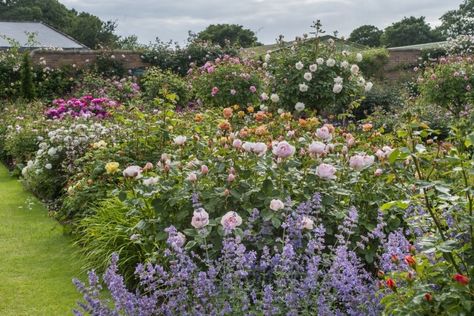 Nature abhors a monoculture and sometimes a flower bed does too. At David Austin Roses in Shropshire, England, a rainbow of colors mix in a flower bed of roses and perennials. Shropshire England, Rose Bed, Rose Garden Landscape, Rose Garden Design, Work Tables, Flower Bed Designs, David Austin Roses, David Austin, Public Garden