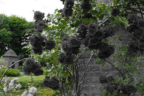 Black Roses Real Black Roses, Black Rose Flower, Goth Garden, Gothic Garden, Rose Seeds, Black Garden, Rose Images, Black Roses, Plant Spacing