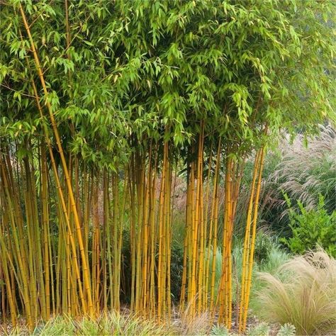 Exploring the Diversity of Bamboo Species in Pakistan – The Earth's Echo Phyllostachys Nigra, Bamboo Species, Clumping Bamboo, Bamboo Seeds, Golden Bamboo, Zone 7, Bamboo Shoots, Bamboo Garden, Bamboo Crafts