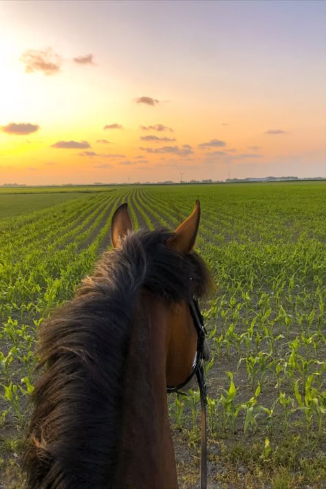 Horse in grain field riding with at the background a sunset, pink sky with clouds. Happy relaxed horse. Aesthetic Horse Riding, Horseback Riding Aesthetic, Horse Photography Poses, Horse Riding Aesthetic, Country Photography, Horse Ears, Horse Riding Equestrian, Two Horses, Horse Aesthetic