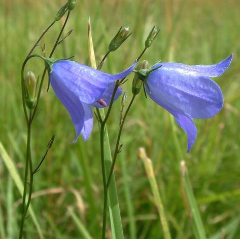 Campanula Rotundifolia, Remembrance Tattoos, Wildflower Tattoo, Eden Project, Dark Home Decor, Attract Butterflies, Garden Gates, Watercolor Cards, Dream Garden