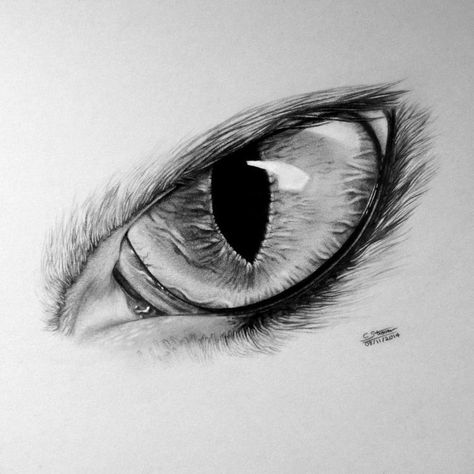 Tattoo Wolves, Wolf Eye Tattoo, Wolves Drawing, Cat Eye Drawing, Draw Wolf, Cat Eyes Drawing, Cat Eye Tattoos, Sketches Tattoo, Wolf Sketch