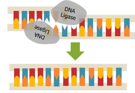 What is the Difference Between DNA Ligase and DNA Polymerase Check more at https://in4arts.com/what-is-the-difference-between-dna-ligase-and-dna-polymerase.html Dna Ligase, Dna Polymerase, Refrigerator And Freezer, Calcium Chloride, Ice Storage, Freezer Storage, Water Ice, What Is The Difference Between, Hot Plate