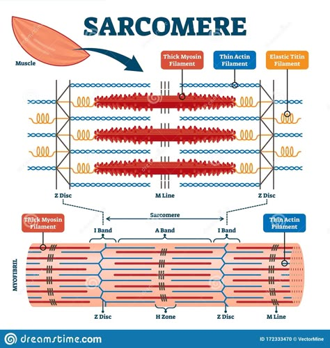 Muscular System Anatomy, Human Muscle Anatomy, Muscle Structure, Biology Classroom, Basic Anatomy And Physiology, Exercise Physiology, Medical Laboratory Science, Muscular System, Medical School Inspiration