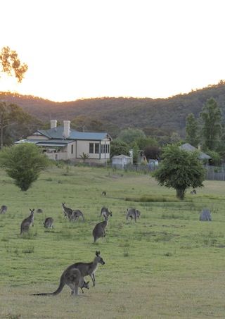 / Farm Life Australia, Rural Australia, Australian Country Houses, Australian Fauna, Land Of Oz, Lawn Maintenance, Australian Wildlife, Australian Animals, South Australia