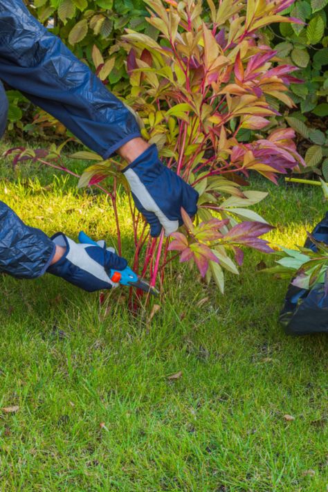 Peony Care Fall, Pruning Peonies In Fall, When To Transplant Peonies, How To Transplant Peonies, When To Cut Back Peonies, Caring For Peonies, Peony Bushes, Peony Bulbs, Row Gardening